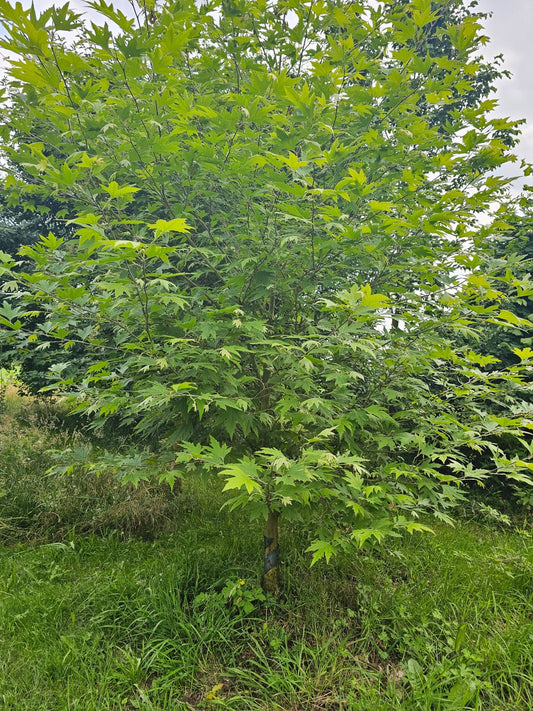 Platanus orientalis var. cuneata - Herrenkamper Gärten - Pflanzenraritäten