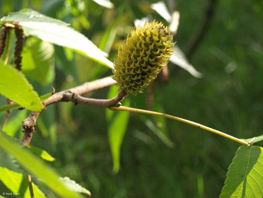 Platycarya strobilacea - Herrenkamper Gärten - Pflanzenraritäten