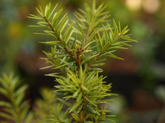 Podocarpus acutifolius 'Golden Lady' - Herrenkamper Gärten - Pflanzenraritäten