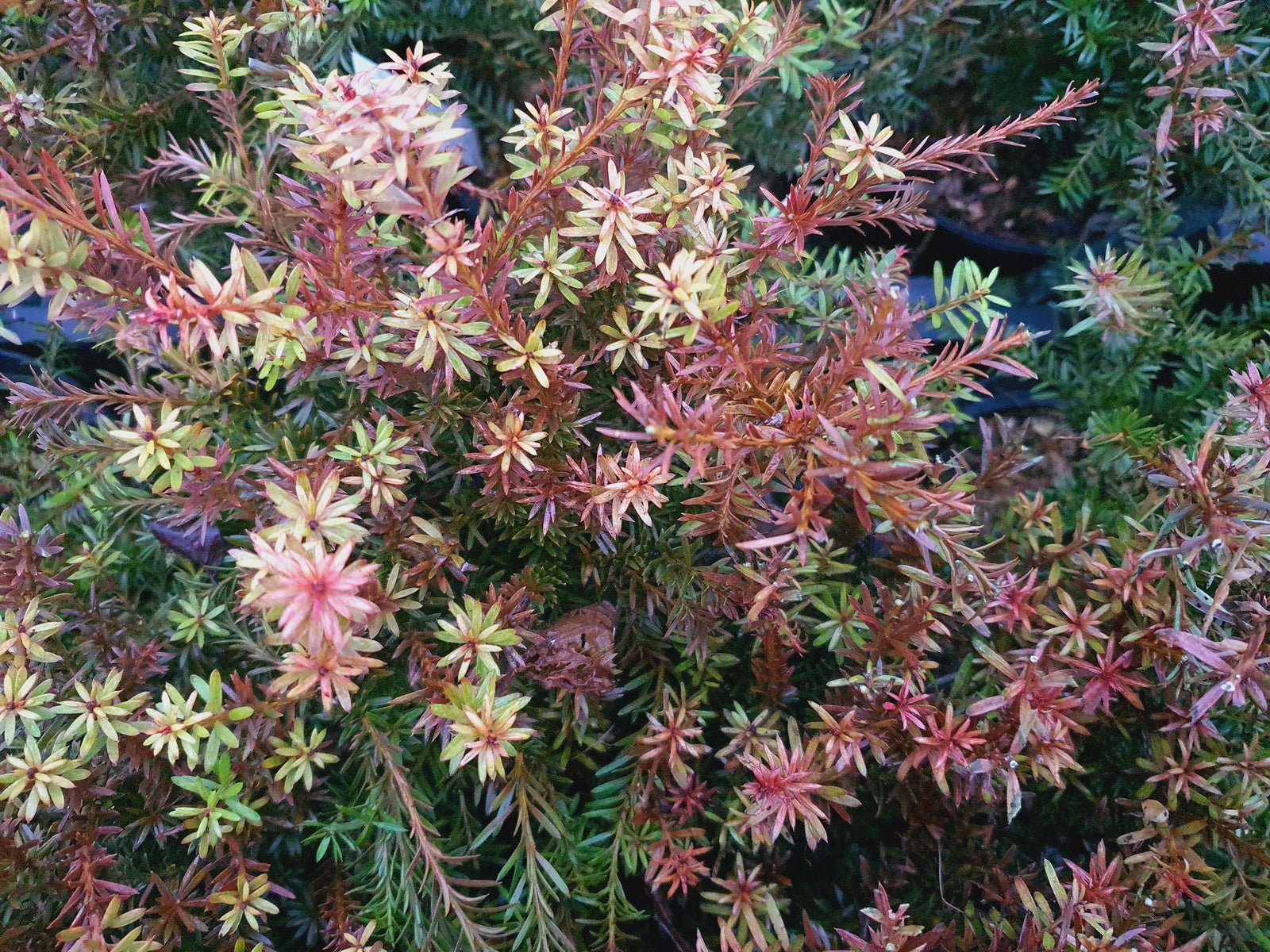 Podocarpus alpina 'Country Park Fire' - Herrenkamper Gärten - Pflanzenraritäten