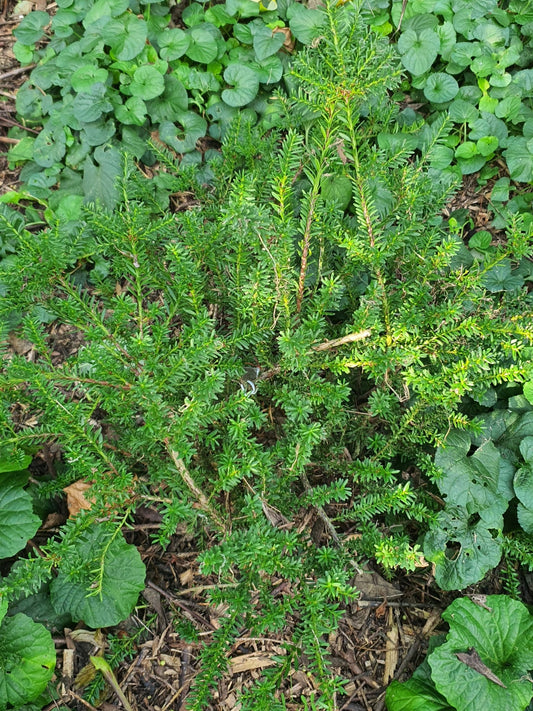 Podocarpus lawrencei - Herrenkamper Gärten - Pflanzenraritäten