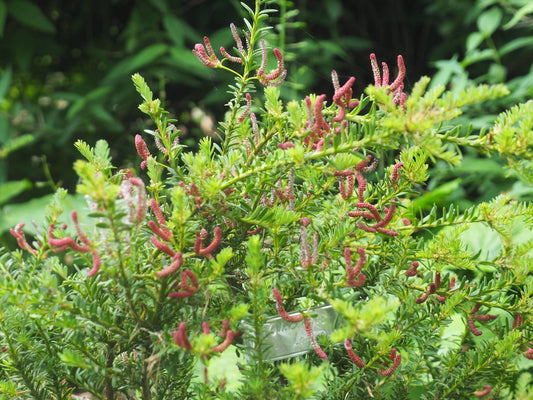Podocarpus lawrencii - Herrenkamper Gärten - Pflanzenraritäten
