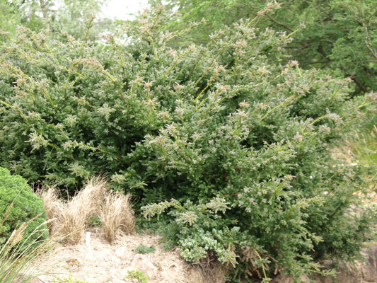 Podocarpus lawrencii 'Blue Gem' (syn.: Podocarpus alpinus 'Blue Gem') - Herrenkamper Gärten - Pflanzenraritäten