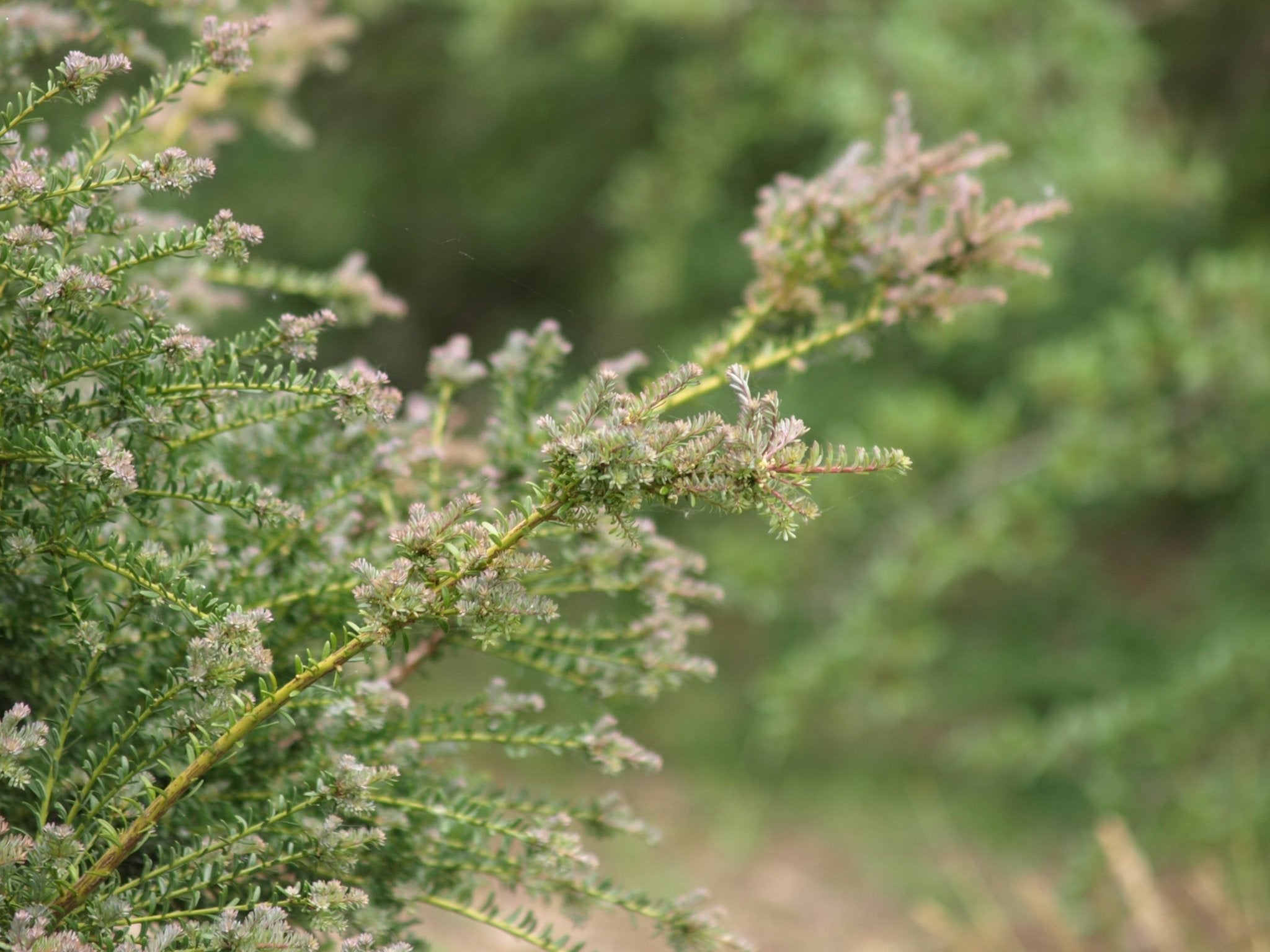 Podocarpus lawrencii 'Blue Gem' (syn.: Podocarpus alpinus 'Blue Gem') - Herrenkamper Gärten - Pflanzenraritäten