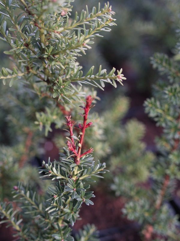 Podocarpus lawrencii 'Red Tip' - Herrenkamper Gärten - Pflanzenraritäten