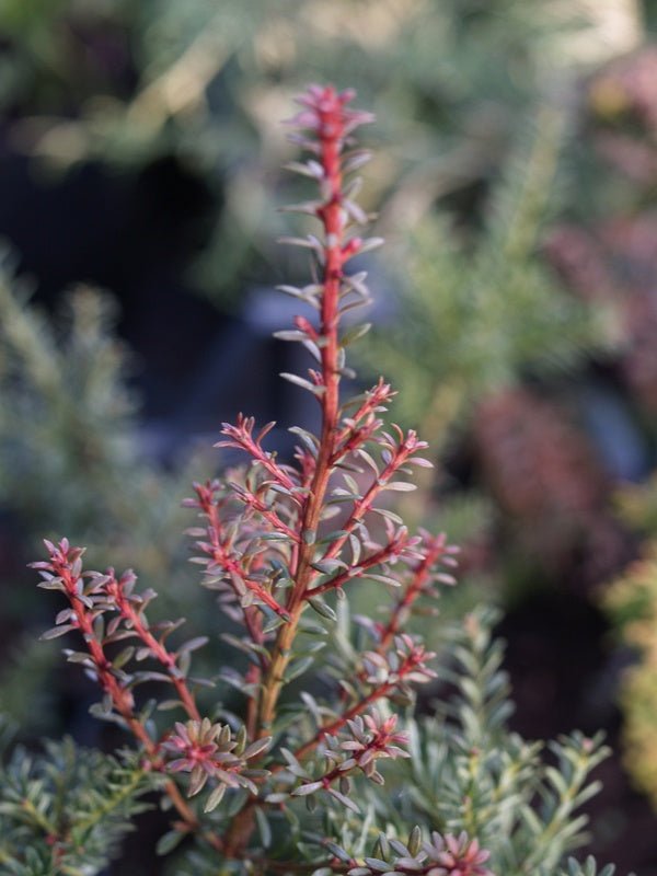 Podocarpus lawrencii 'Red Tip' - Herrenkamper Gärten - Pflanzenraritäten