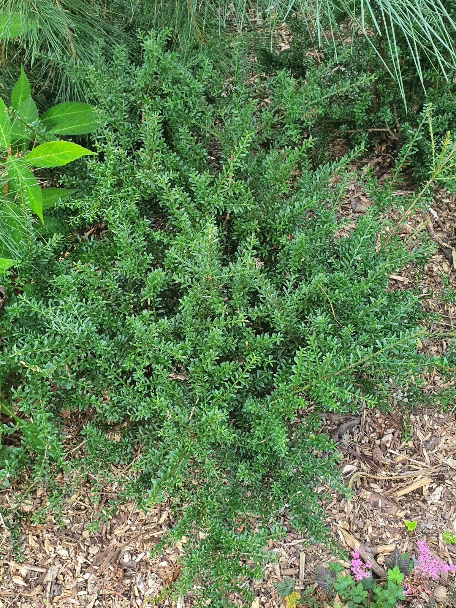 Podocarpus lawrencii x nivalis 'Young Rusty' - Herrenkamper Gärten - Pflanzenraritäten