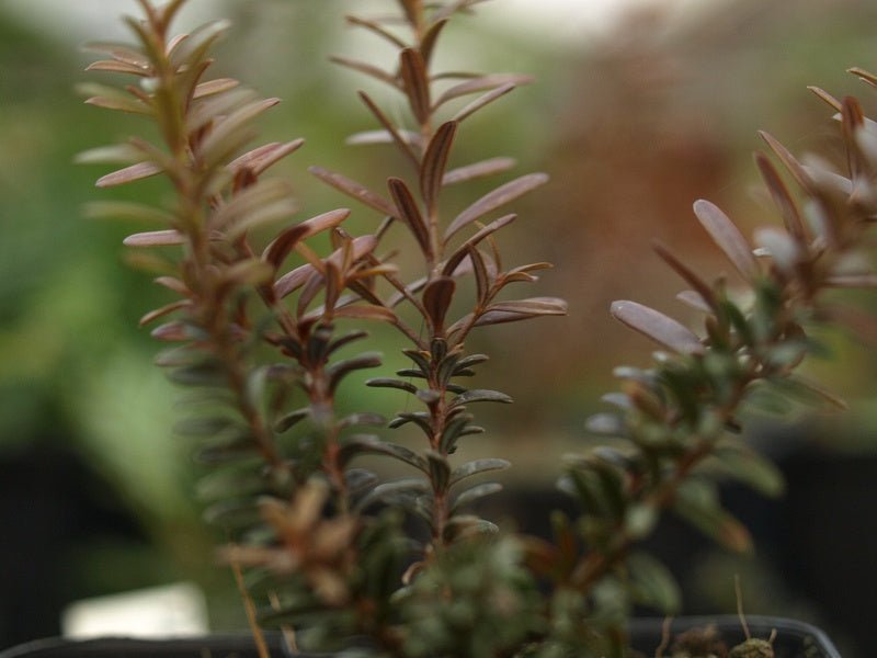 Podocarpus lawrencii x nivalis 'Young Rusty' - Herrenkamper Gärten - Pflanzenraritäten