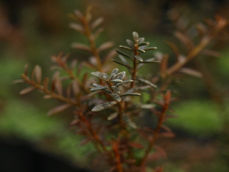 Podocarpus nivalis 'Red Embers' - Herrenkamper Gärten - Pflanzenraritäten