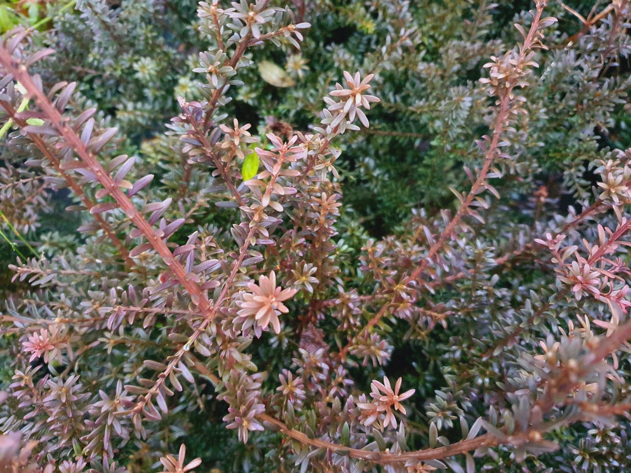 Podocarpus nivalis 'Red Embers' - Herrenkamper Gärten - Pflanzenraritäten