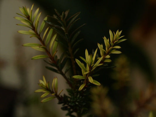 Podocarpus nivalis x acutifolius 'Chamaeleon' - Herrenkamper Gärten - Pflanzenraritäten