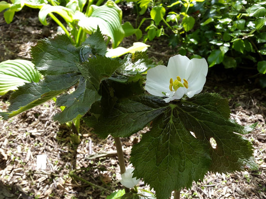 Podophyllum hexandrum 'Majus' - Herrenkamper Gärten - Pflanzenraritäten