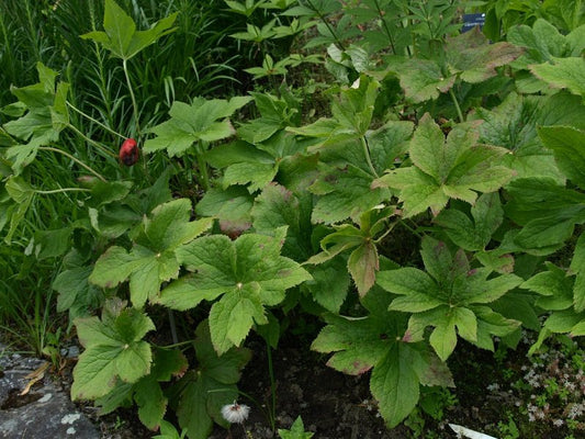 Podophyllum peltatum - Herrenkamper Gärten - Pflanzenraritäten