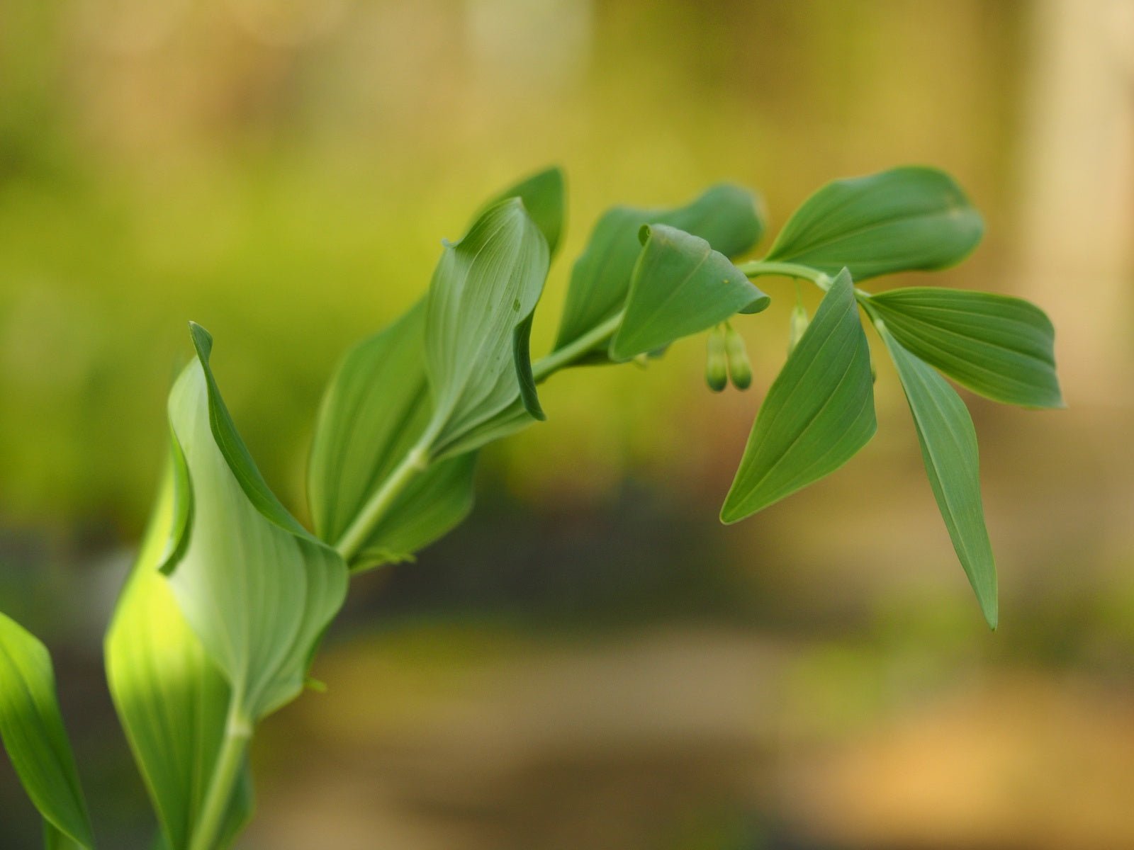 Polygonatum commutatum (syn. P.biflorum) - Herrenkamper Gärten - Pflanzenraritäten