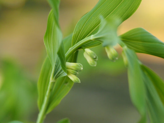 Polygonatum commutatum (syn. P.biflorum) - Herrenkamper Gärten - Pflanzenraritäten