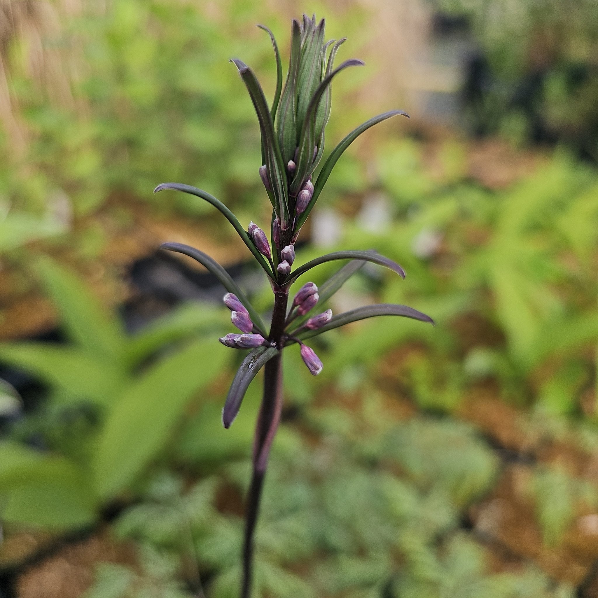 Polygonatum curvistylum - Herrenkamper Gärten - Pflanzenraritäten