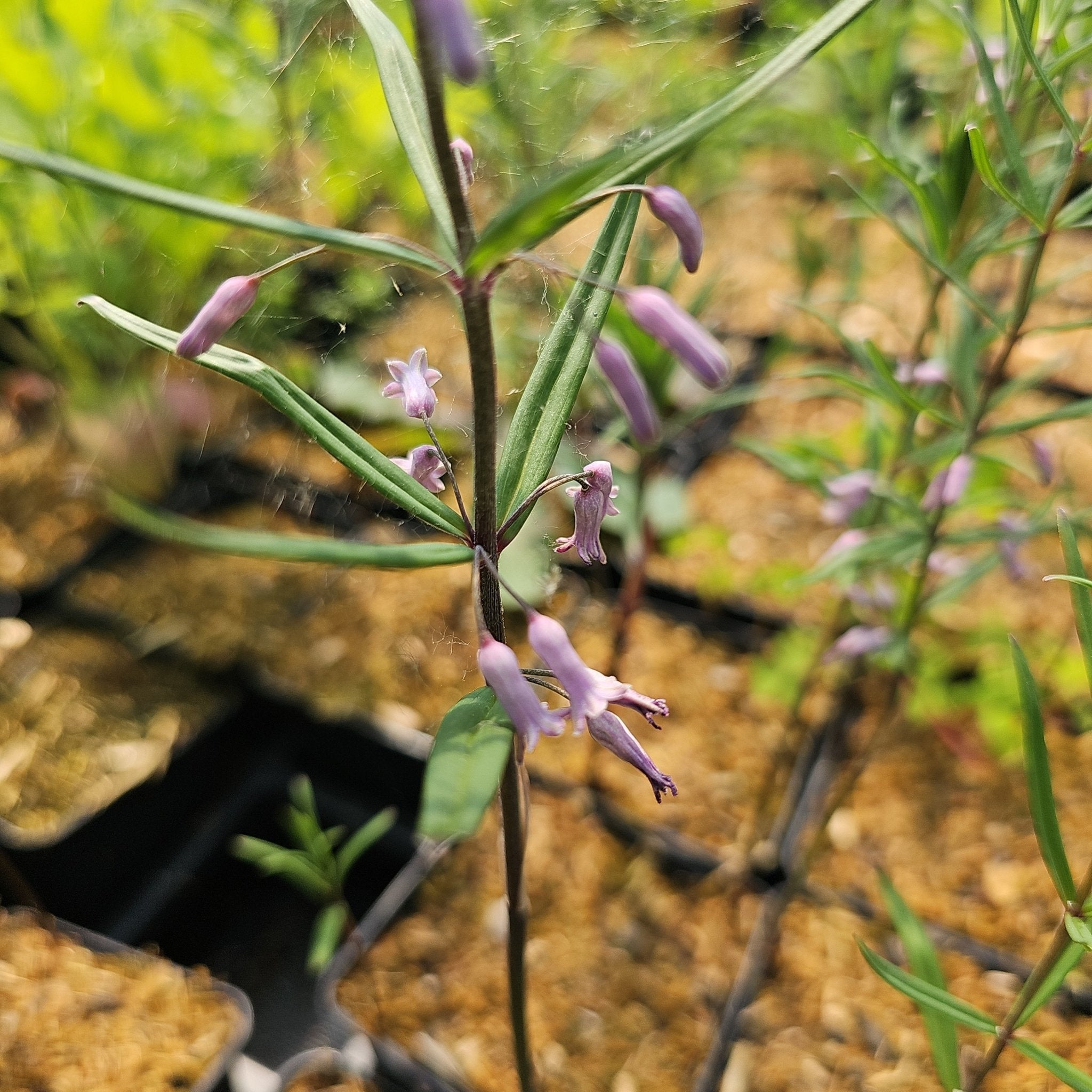 Polygonatum curvistylum - Herrenkamper Gärten - Pflanzenraritäten