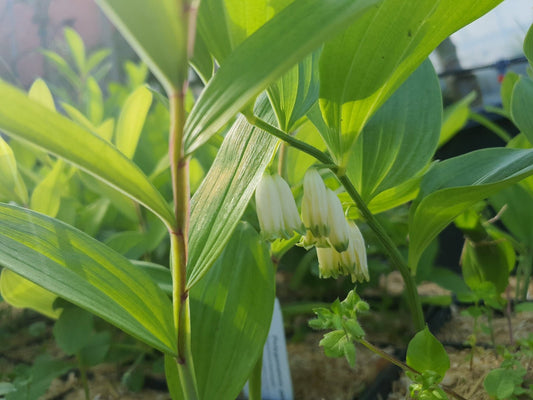 Polygonatum geminiflorum - Herrenkamper Gärten - Pflanzenraritäten