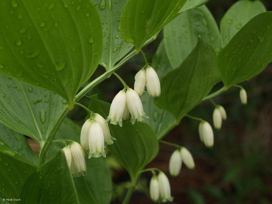 Polygonatum hirtum - Herrenkamper Gärten - Pflanzenraritäten