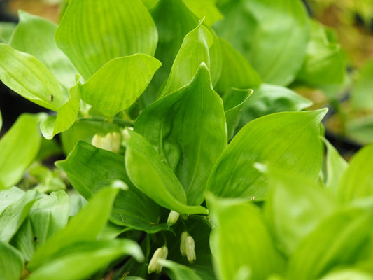 Polygonatum hirtum 'Waldzwerg' - Herrenkamper Gärten - Pflanzenraritäten