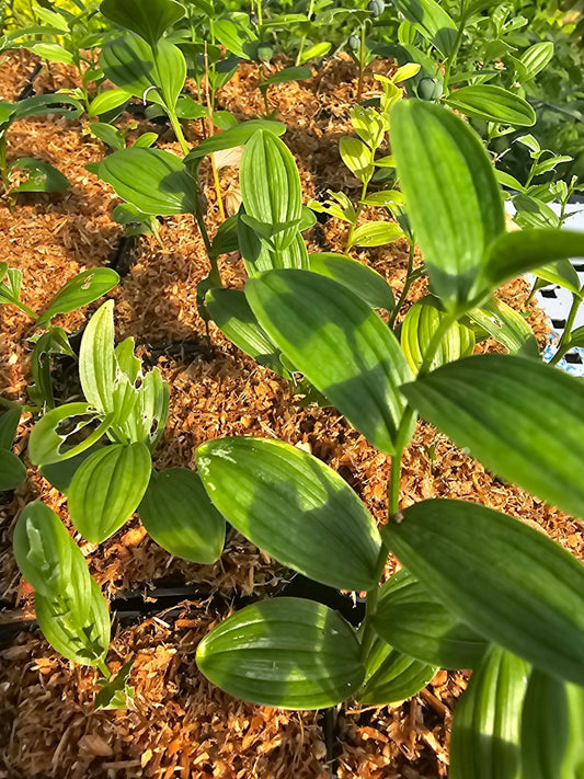 Polygonatum humile - Herrenkamper Gärten - Pflanzenraritäten