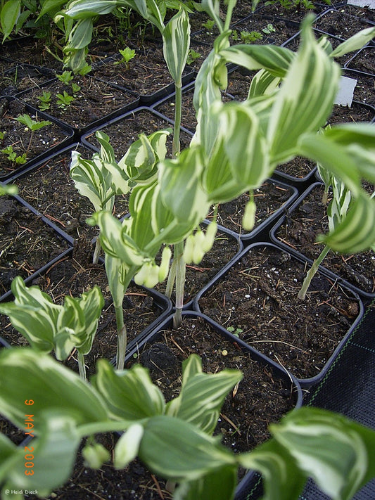 Polygonatum hybr. 'Striatum' - Herrenkamper Gärten - Pflanzenraritäten