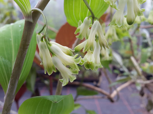 Polygonatum multiflorum 'Süderbusch' - Herrenkamper Gärten - Pflanzenraritäten