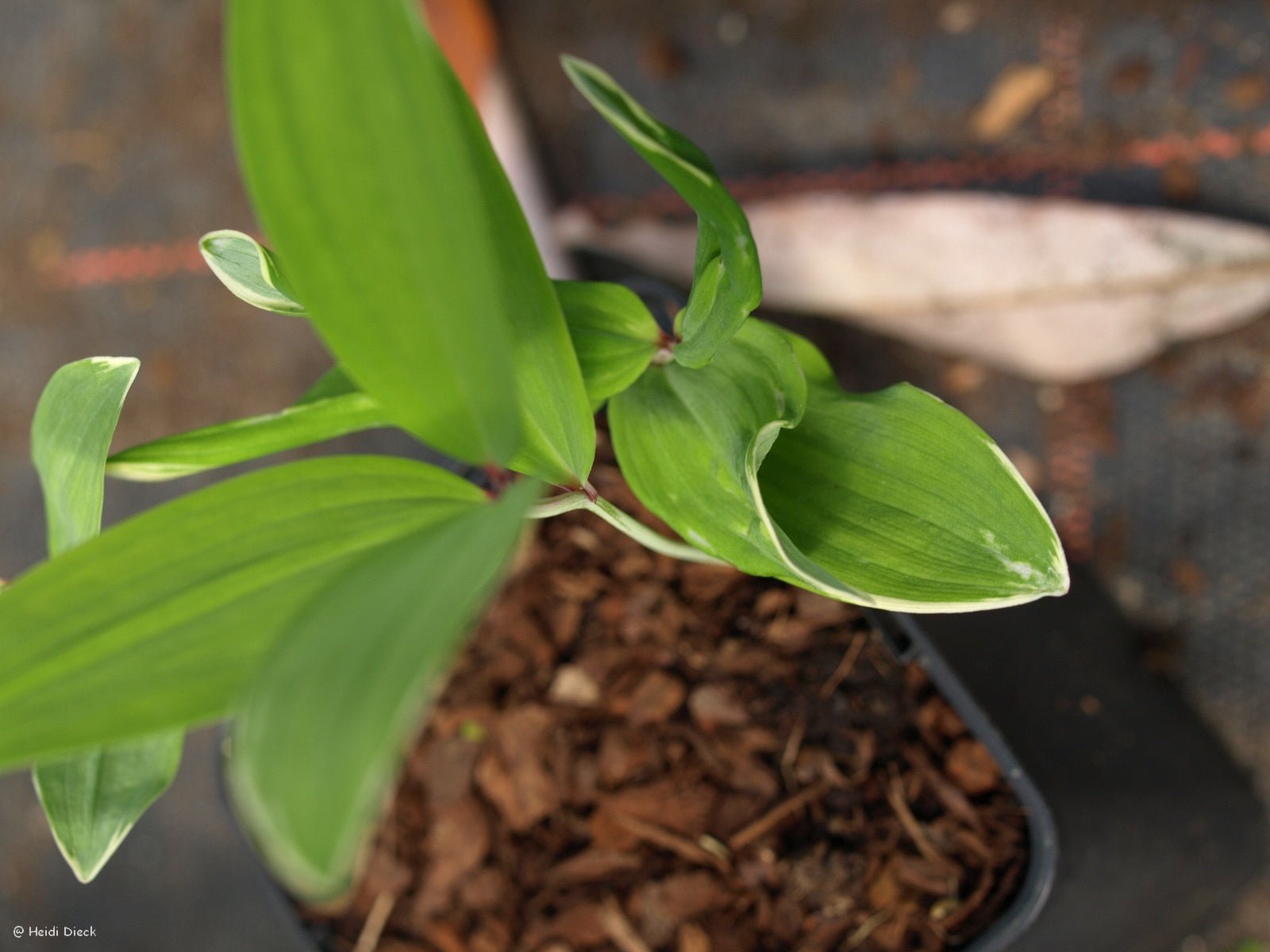 Polygonatum multiflorum 'Variegatum' - Herrenkamper Gärten - Pflanzenraritäten