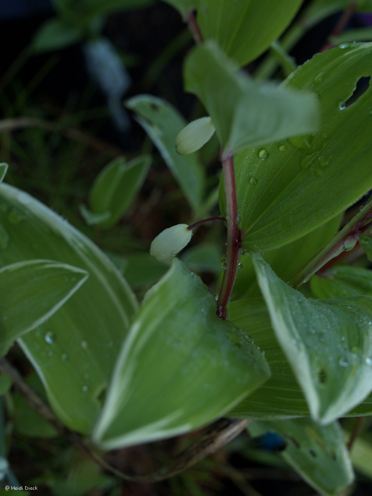 Polygonatum multiflorum 'Variegatum' - Herrenkamper Gärten - Pflanzenraritäten