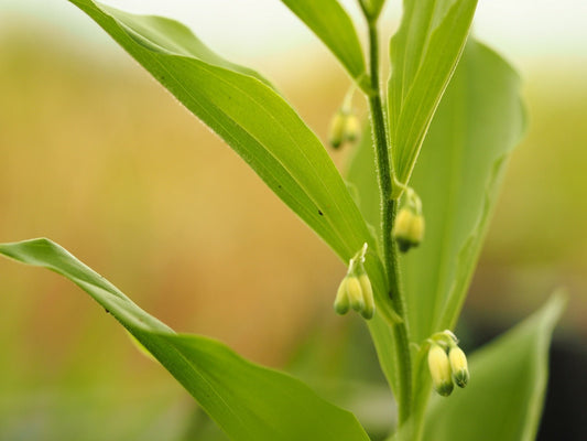 Polygonatum odoratum (officinale) - Herrenkamper Gärten - Pflanzenraritäten