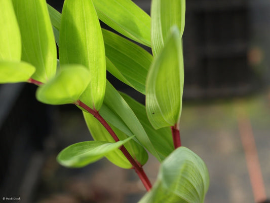 Polygonatum odoratum 'Red Stem' - Herrenkamper Gärten - Pflanzenraritäten