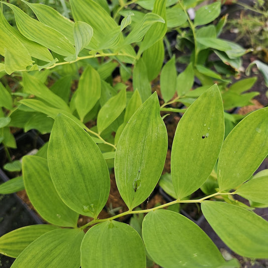 Polygonatum odoratum var. maximowizcii - Herrenkamper Gärten - Pflanzenraritäten