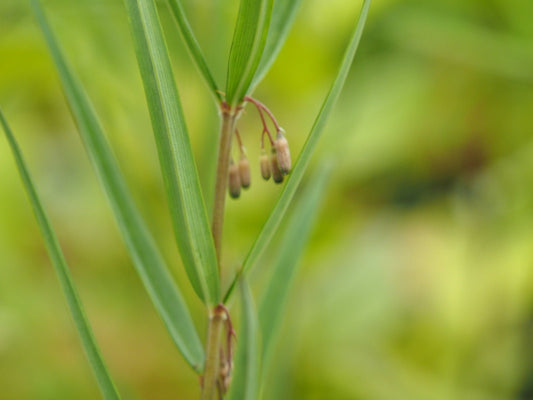 Polygonatum stewartianum - Herrenkamper Gärten - Pflanzenraritäten