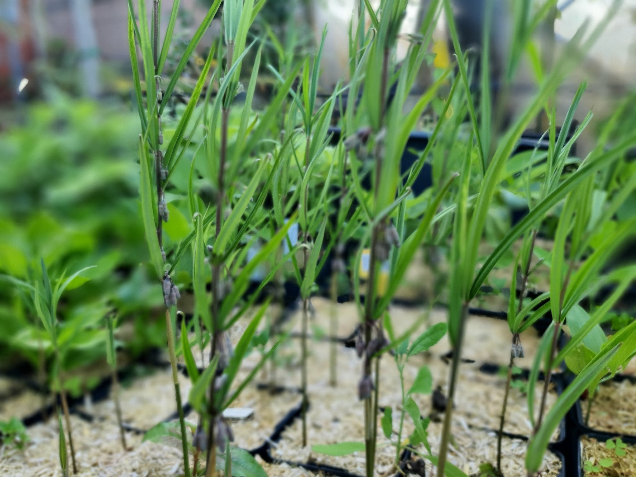 Polygonatum stewartianum - Herrenkamper Gärten - Pflanzenraritäten