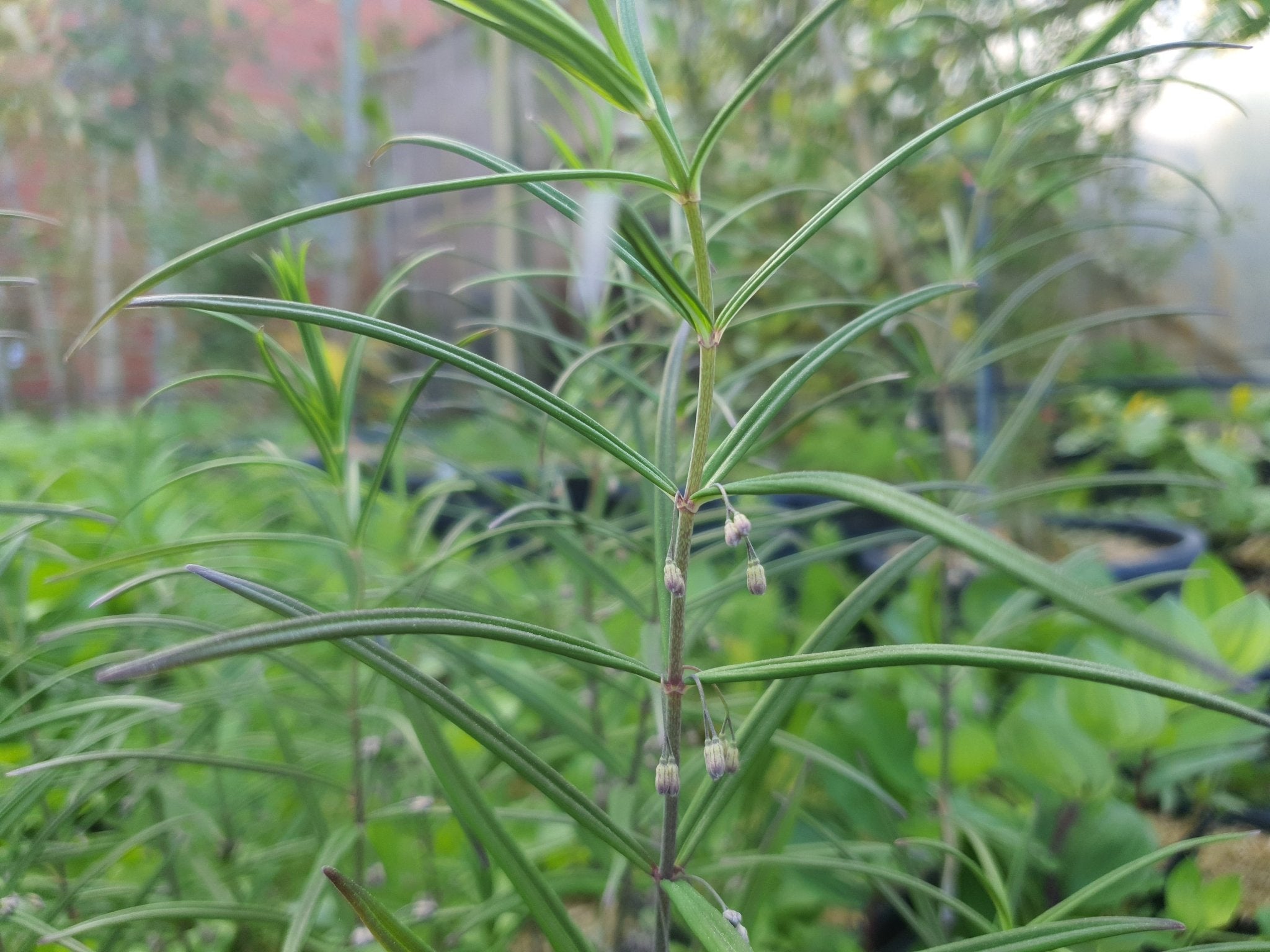 Polygonatum verticillatum 'Giant One' - Herrenkamper Gärten - Pflanzenraritäten