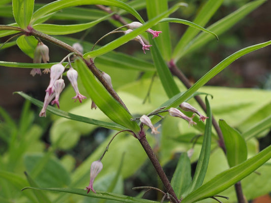 Polygonatum verticillatum var.rubrum - Herrenkamper Gärten - Pflanzenraritäten