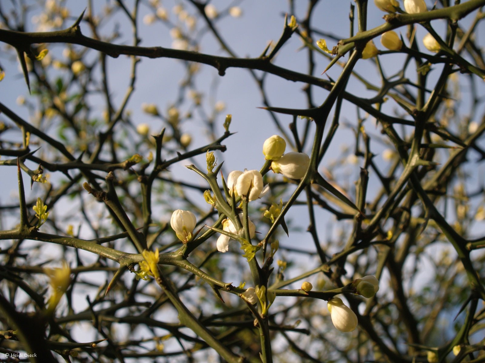 Poncirus trifoliata - Herrenkamper Gärten - Pflanzenraritäten