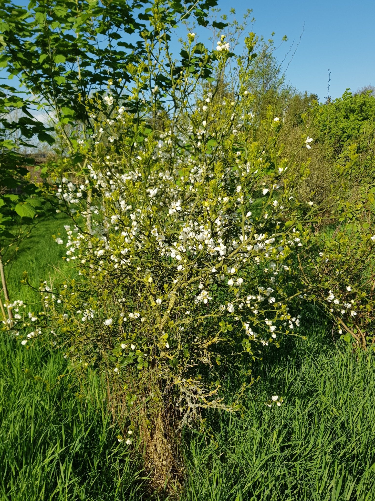 Poncirus trifoliata - Herrenkamper Gärten - Pflanzenraritäten