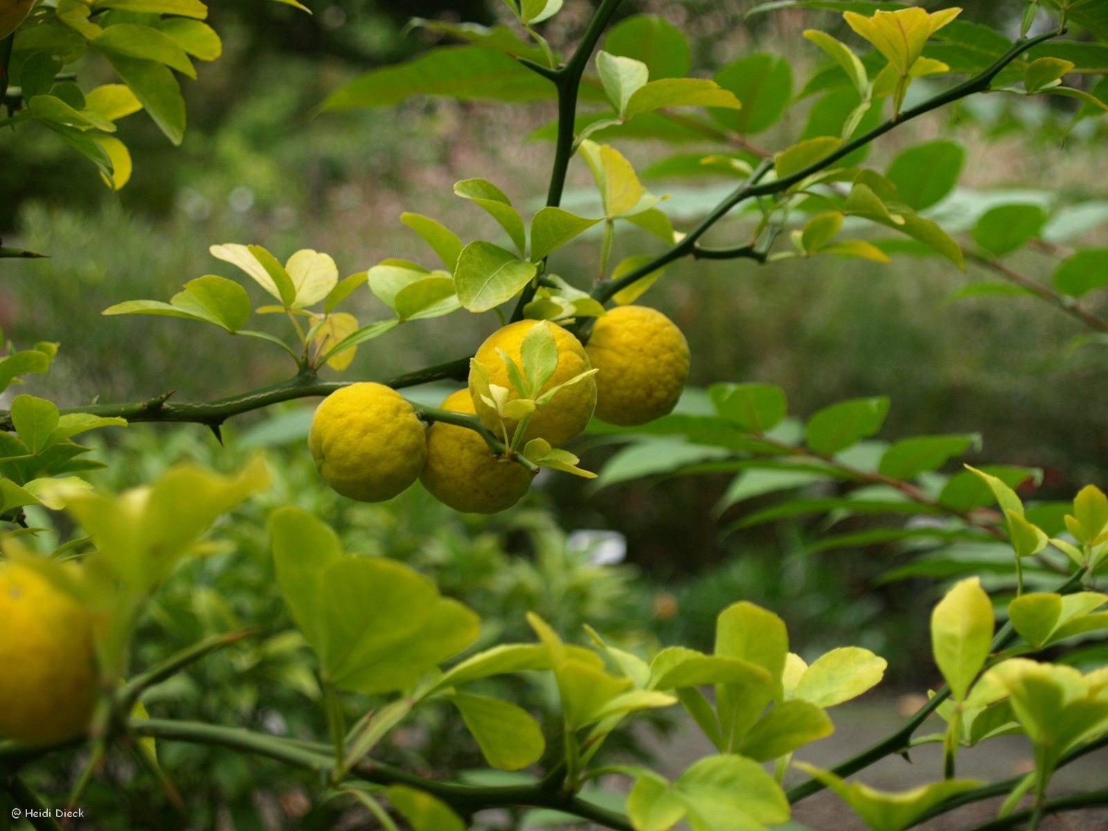 Poncirus trifoliata - Herrenkamper Gärten - Pflanzenraritäten