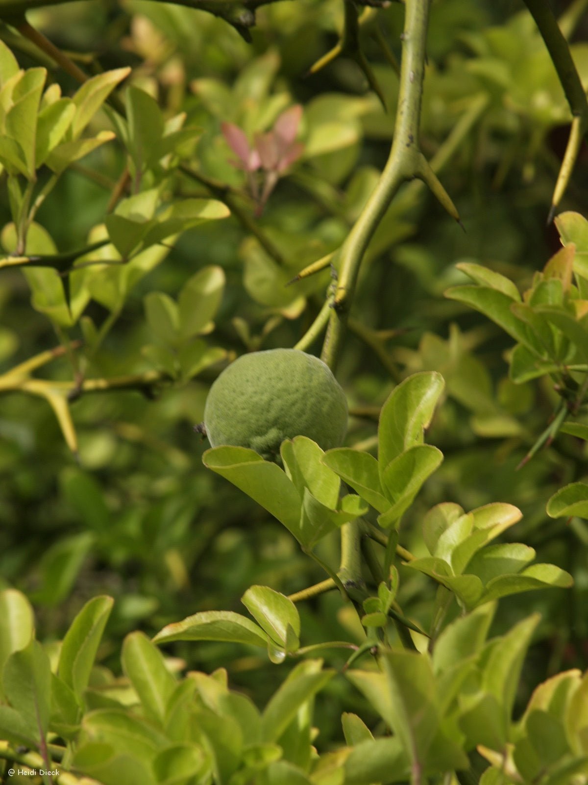 Poncirus trifoliata - Herrenkamper Gärten - Pflanzenraritäten