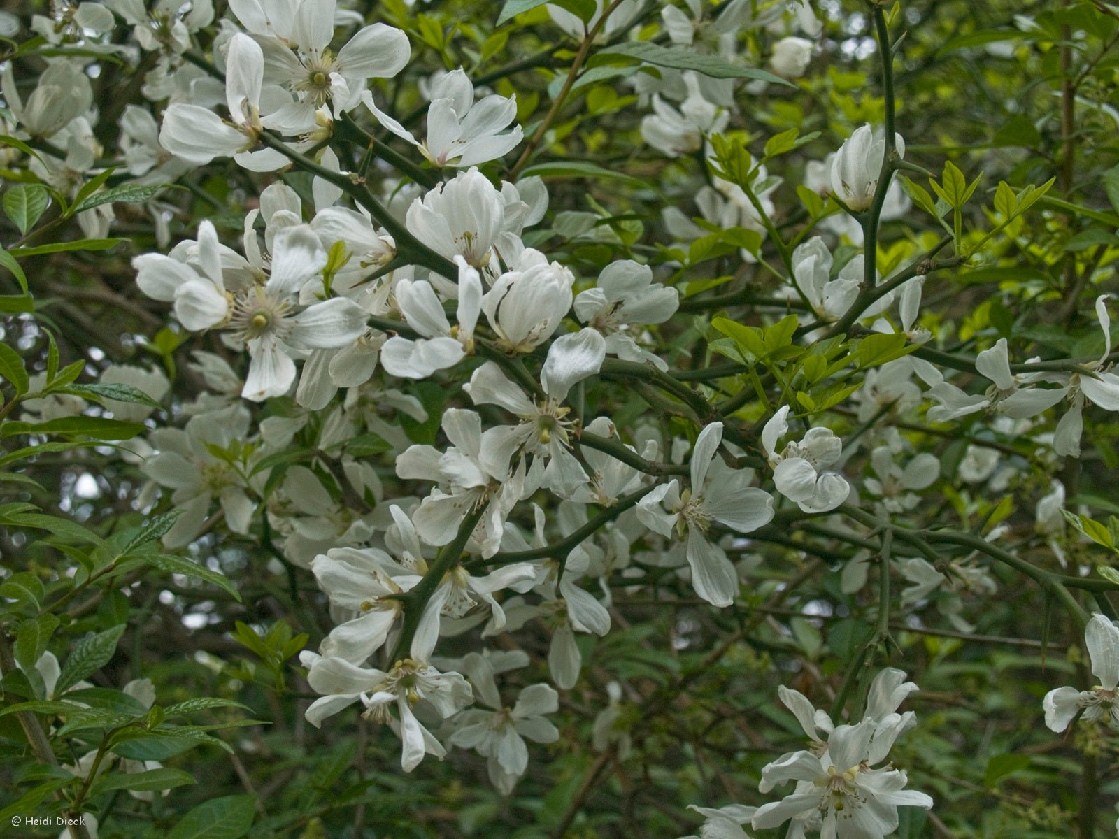 Poncirus trifoliata - Herrenkamper Gärten - Pflanzenraritäten