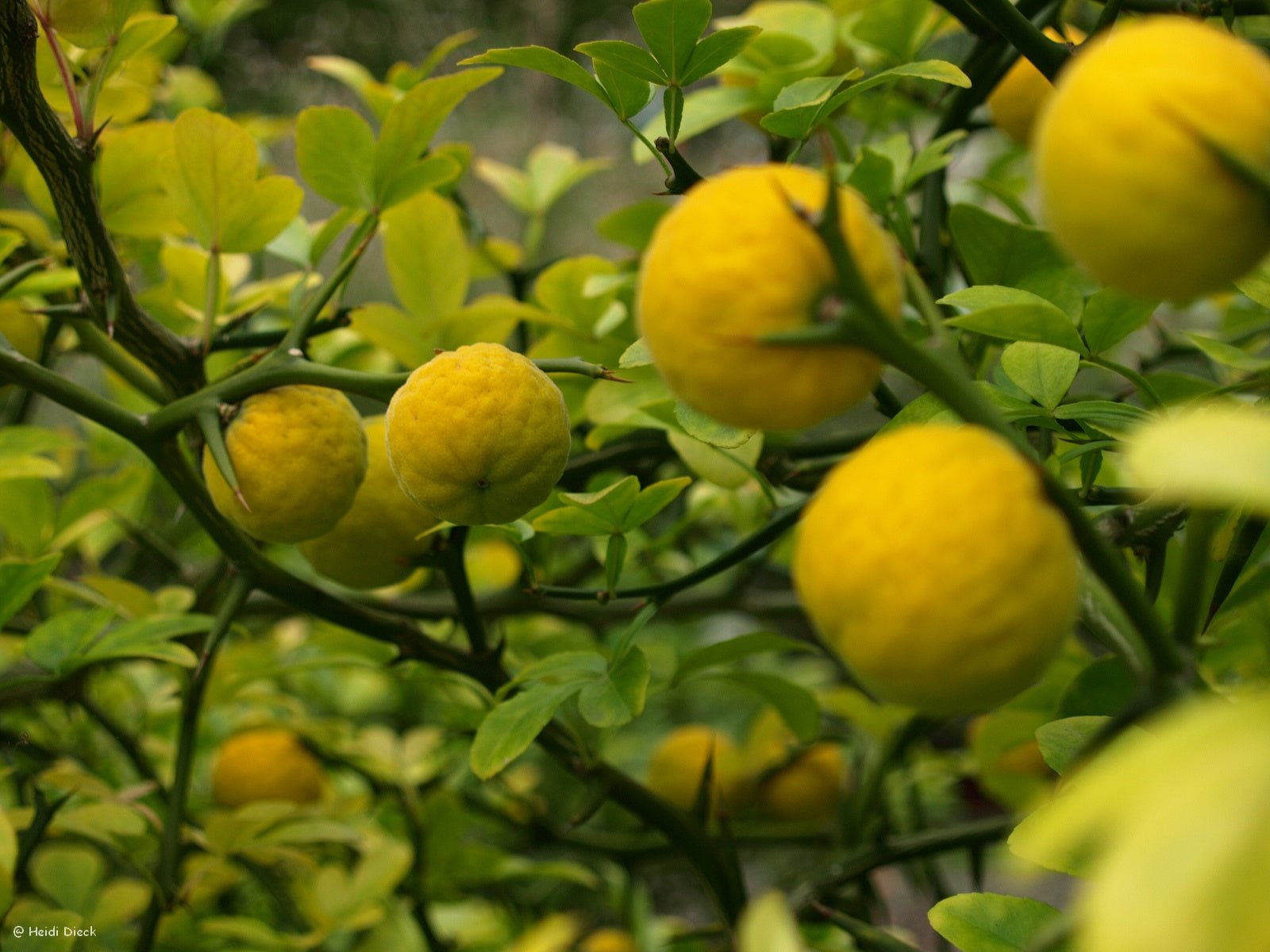 Poncirus trifoliata - Herrenkamper Gärten - Pflanzenraritäten