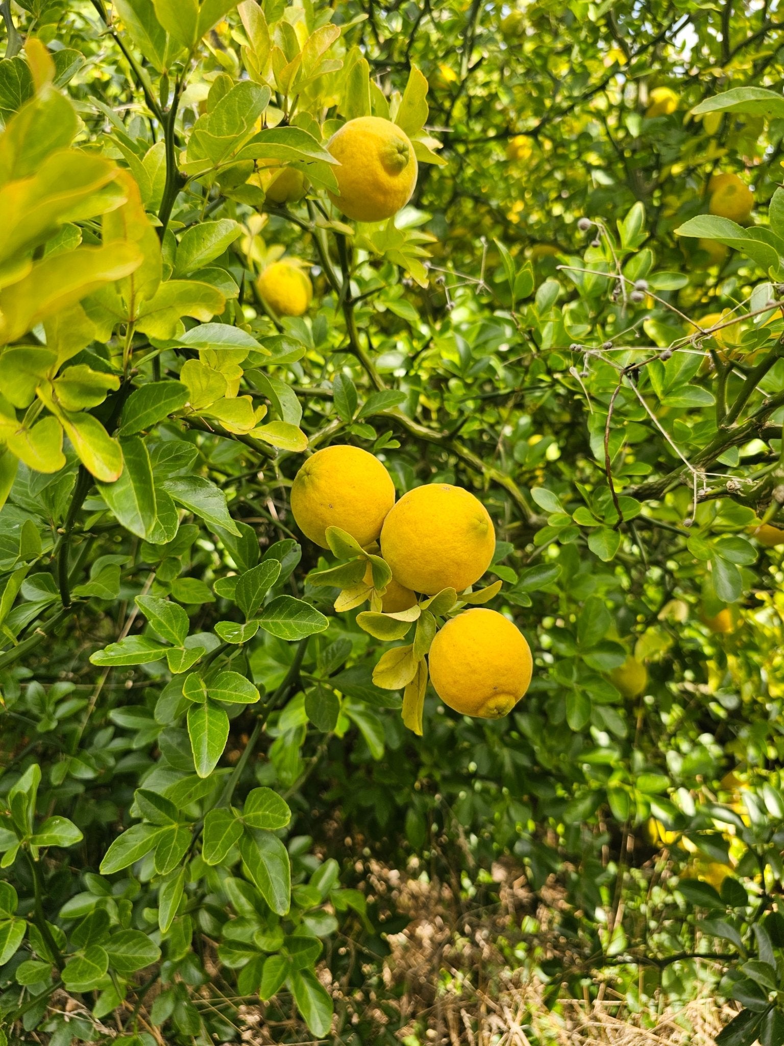 Poncirus trifoliata - Saat - Herrenkamper Gärten - Pflanzenraritäten