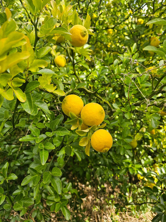Poncirus trifoliata - Saat - Herrenkamper Gärten - Pflanzenraritäten