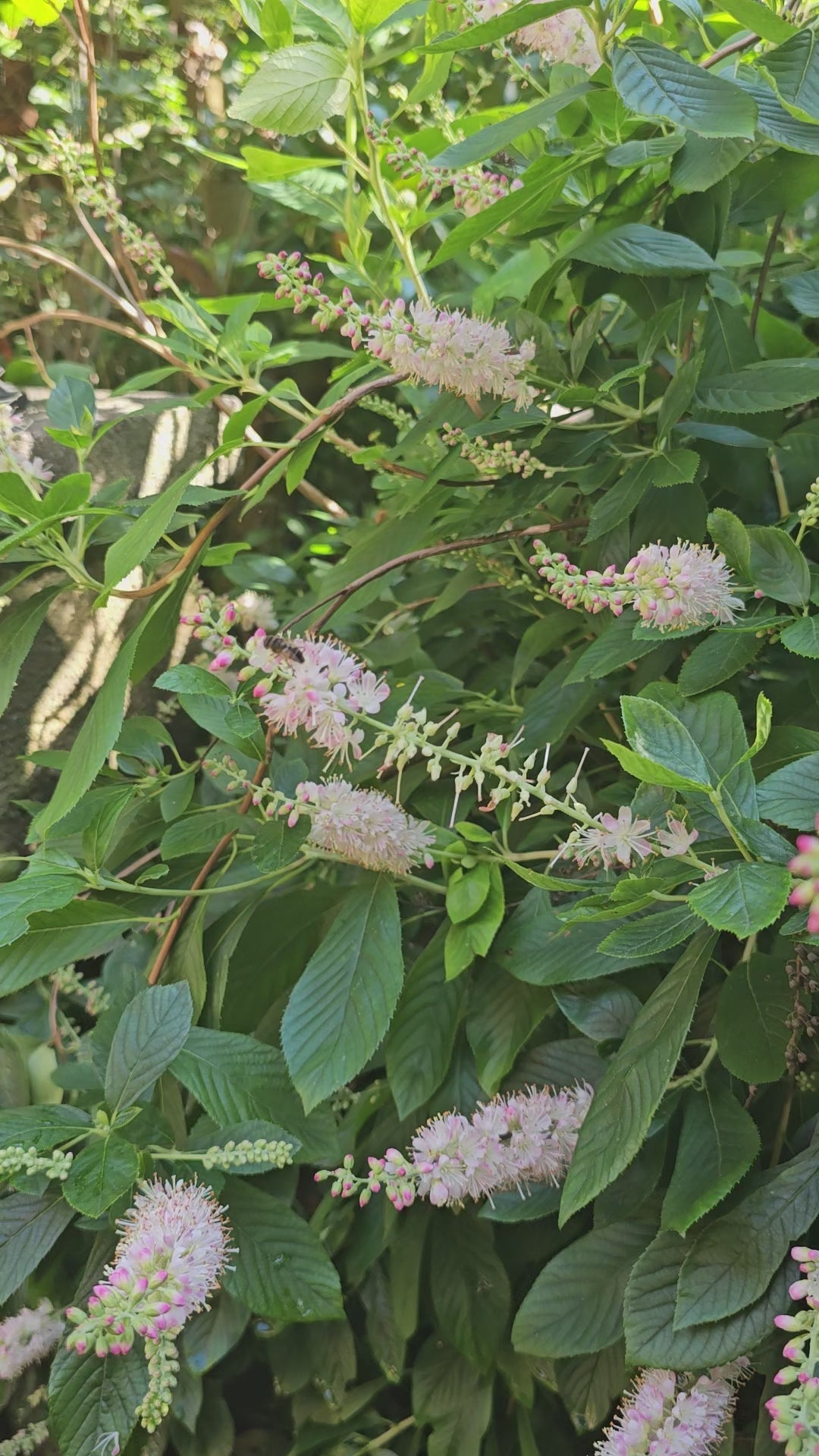 Clethra alnifolia 'Fern Valley Pink'