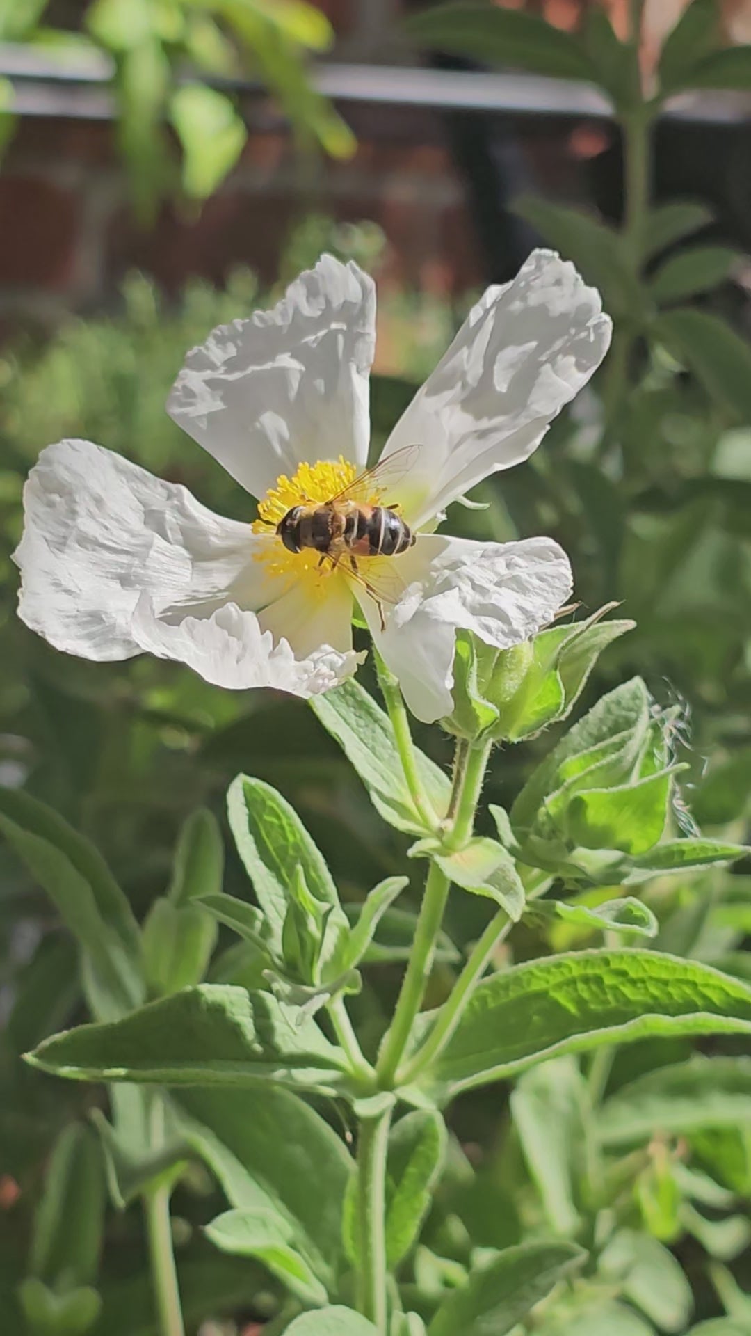 Cistus x canescens f.alba