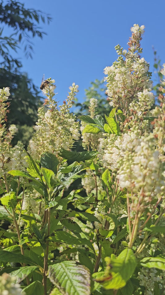 Clethra alnifolia 'Anne Bidwell'