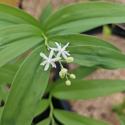 Prosartes trachycarpa - Herrenkamper Gärten - Pflanzenraritäten