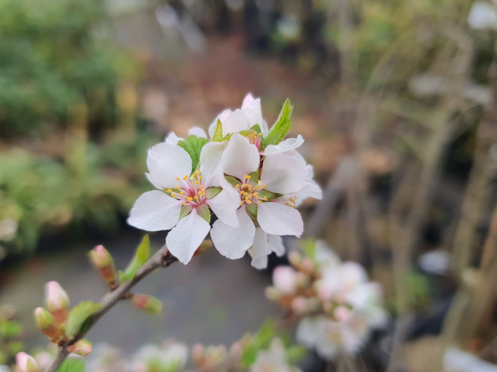 Prunus cerasifera 'Trailblazer' - Herrenkamper Gärten - Pflanzenraritäten