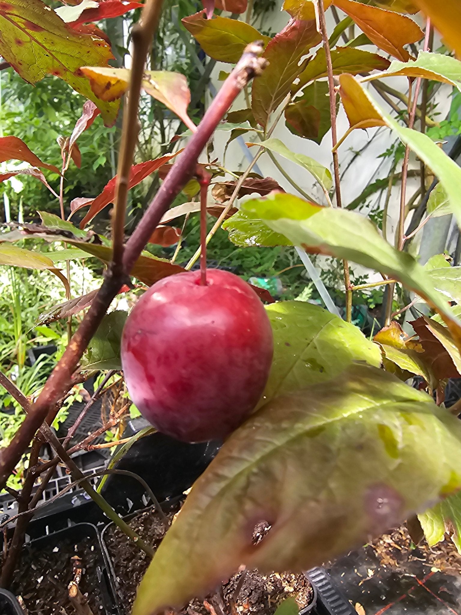 Prunus cerasifera 'Trailblazer' - Herrenkamper Gärten - Pflanzenraritäten